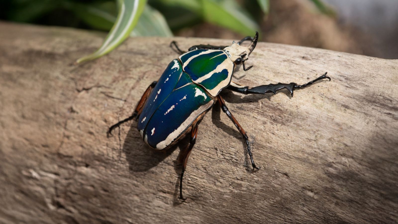 Bugs life 1600x900px