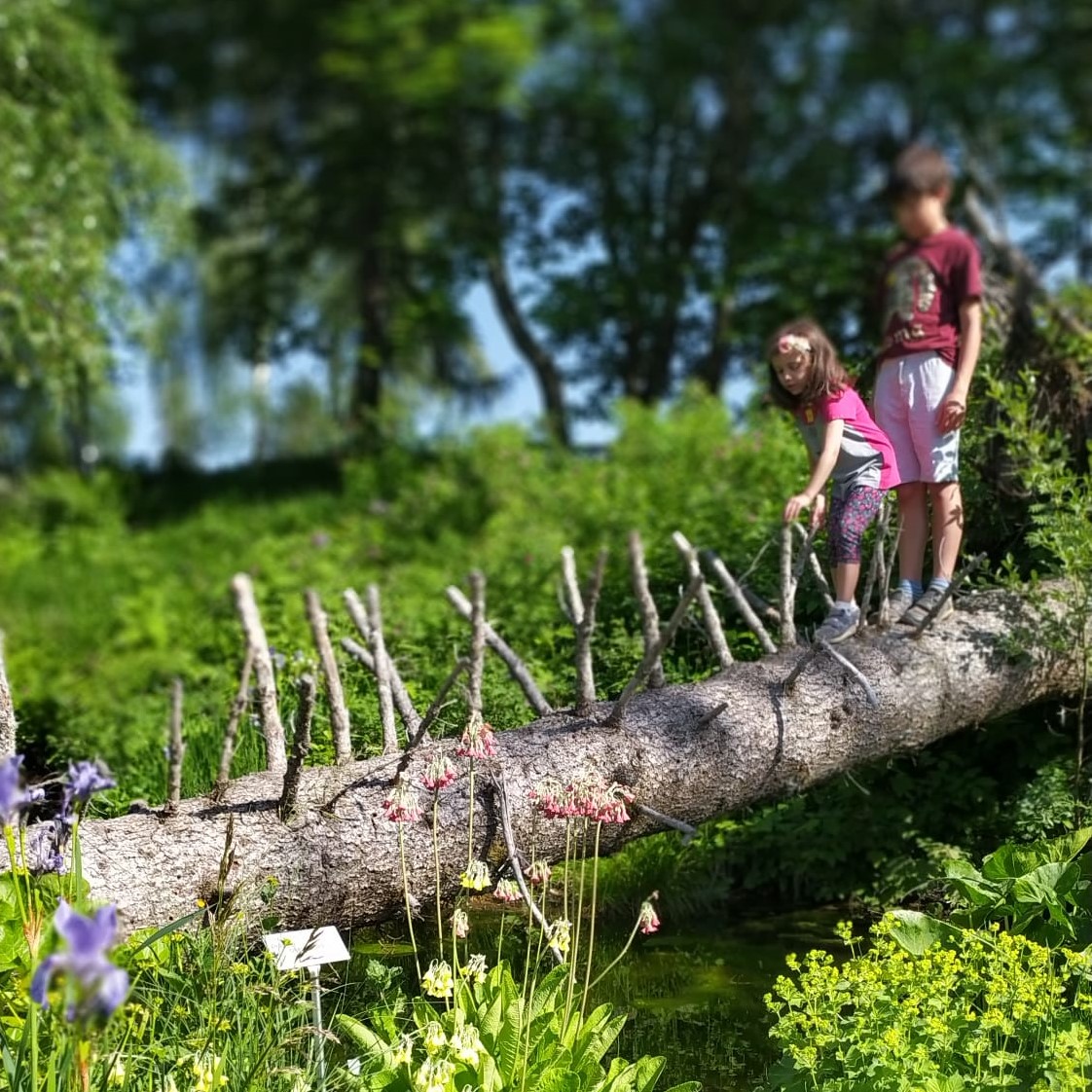 Tante attività sul monte Bondone! Il Giardino Botanico Alpino alle Viote viene settimanalmente animato da attività ludico didattiche e visite guidate per tutte le età 2